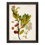 Antique Greenery III Framed Art