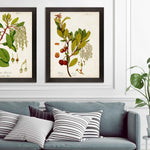 Antique Greenery III Framed Art