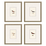 Simmons Shorebirds Framed Art Set of 4