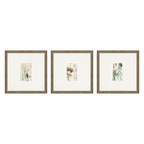 Vision Studio Antique Botanical I Framed Art Set of 3