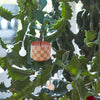 Prized Plant Ornament Set of 2