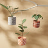 Prized Plant Ornament Set of 2