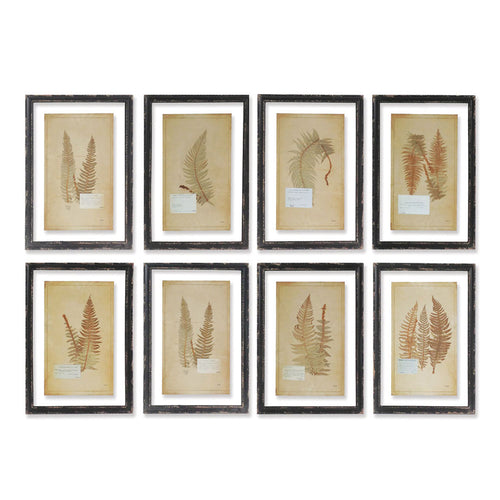 Framed Vintage Fern Print Wall Art Set of 8