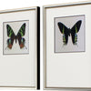 Incado Great Butterfly I Set of 2