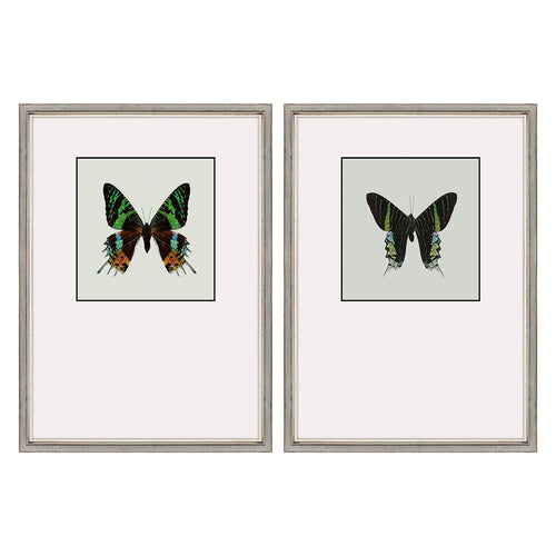 Incado Great Butterfly I Set of 2