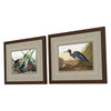 Audobon III Framed Art Set of 2