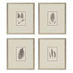 Langdon Petite Ferns Framed Art Set of 4