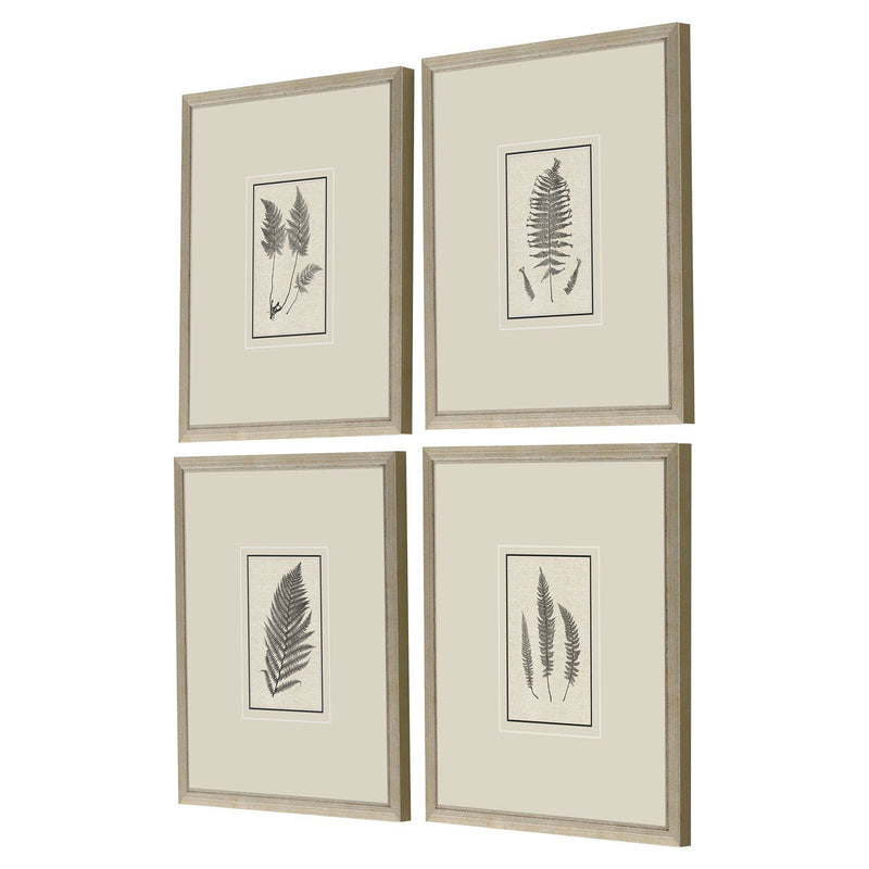 Langdon Petite Ferns Framed Art Set of 4