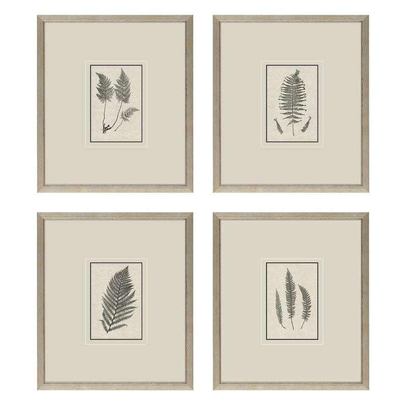 Langdon Petite Ferns Framed Art Set of 4