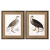 Francolinus Birds Framed Art Set of 2