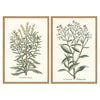 Giclee Studio Botanical Plants I Framed Art Set of 2