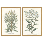 Giclee Studio Botanical Plants I Framed Art Set of 2