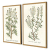 Giclee Studio Botanical Plants II Framed Art Set of 2