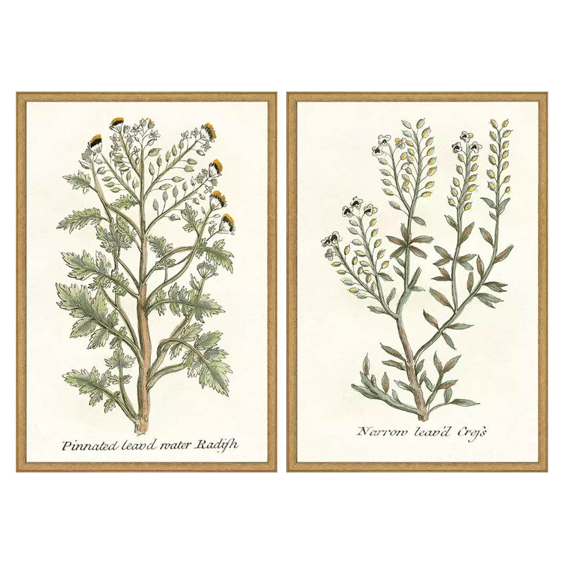 Giclee Studio Botanical Plants II Framed Art Set of 2