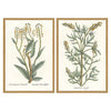 Giclee Studio Botanical Plants III Framed Art Set of 2