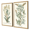 Giclee Studio Botanical Plants III Framed Art Set of 2