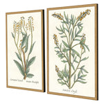 Giclee Studio Botanical Plants III Framed Art Set of 2