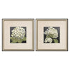 Pinto Hydrangeas on Black Framed Art Set of 2