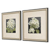 Pinto Hydrangeas on Black Framed Art Set of 2