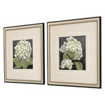 Pinto Hydrangeas on Black Framed Art Set of 2