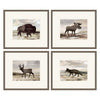 Anne Rushout Wilderness Explorer Framed Art Set of 4