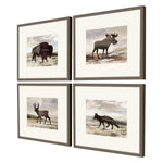 Anne Rushout Wilderness Explorer Framed Art Set of 4