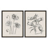 Vintage Garden Sketch Framed Art Set of 2