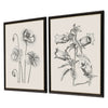 Vintage Garden Sketch Framed Art Set of 2