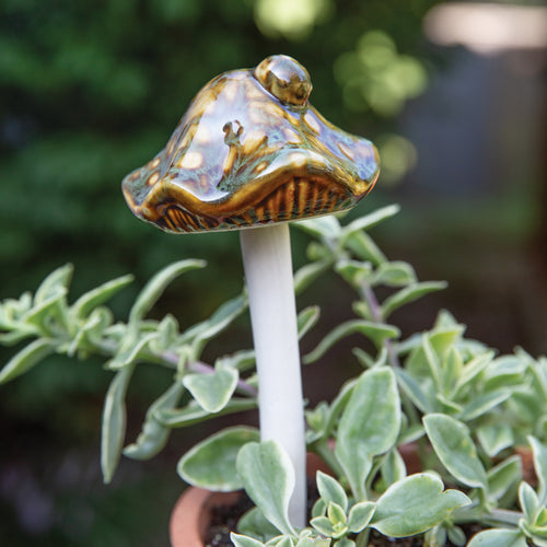Wavy Bell Mushroom Plant Pick