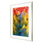 Wolfe Scarlet Macaw Framed Art