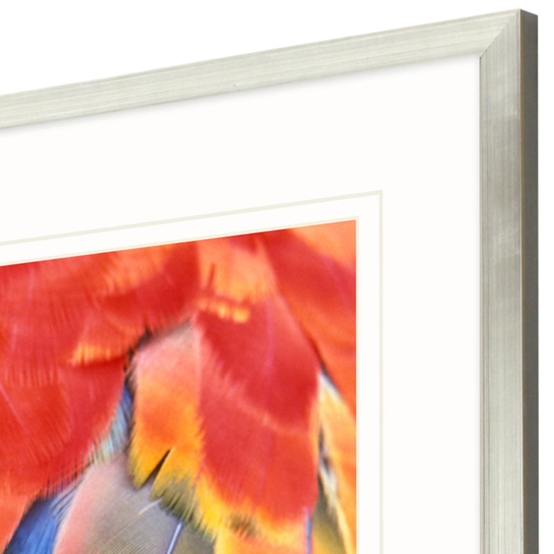 Wolfe Scarlet Macaw Framed Art