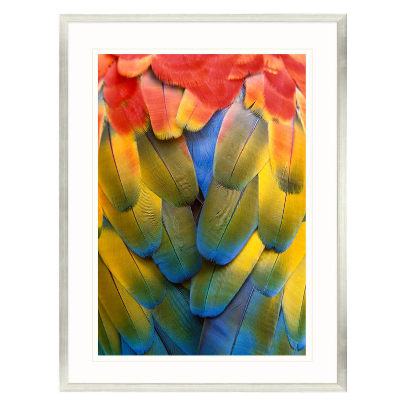 Wolfe Scarlet Macaw Framed Art