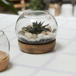 Full View Terrarium Set of 2