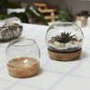 Full View Terrarium Set of 2