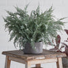 Cypress Faux Potted Plant