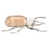 Chelsea House Beetle Paperweight