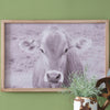 Brown Swiss Cow Wall Art