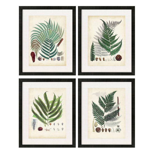 Collected Ferns A Framed Art Set of 4