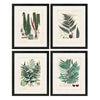 Collected Ferns B Framed Art Set of 4