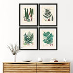 Collected Ferns B Framed Art Set of 4