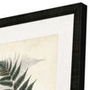 Collected Ferns B Framed Art Set of 4