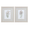 Swatland Dainty Botanical Framed Art Set of 2