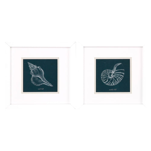 Popp Shell Study on Teal A Framed Art Set of 2