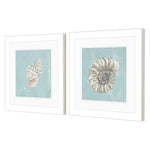 Derice Seashell A Framed Art Set of 2