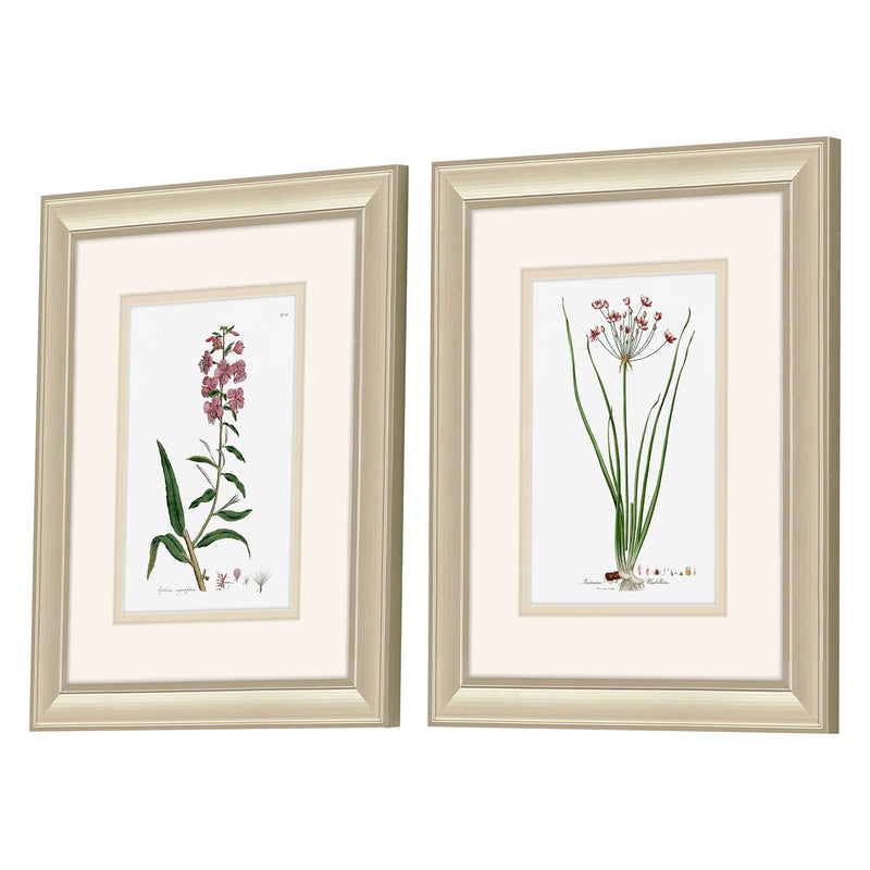 Cad Designs Rose Botanical Framed Art Set of 2