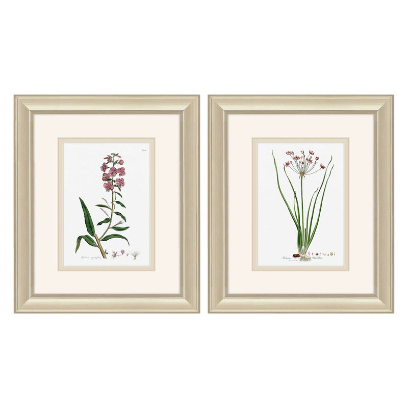 Cad Designs Rose Botanical Framed Art Set of 2