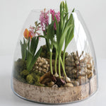 Jumbo Terrarium