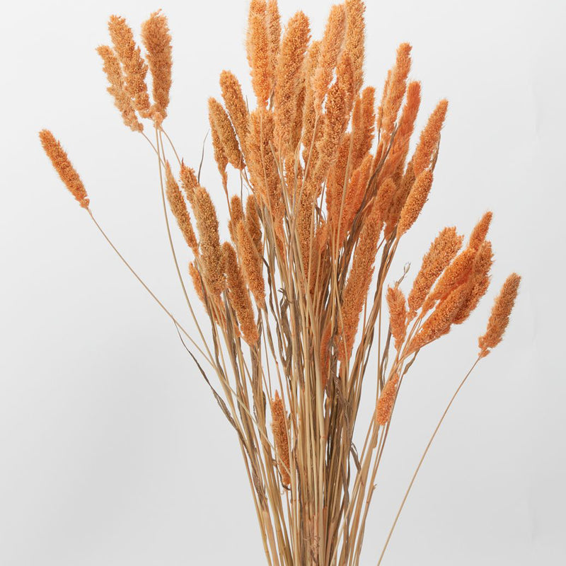 Setaria Faux Plant Stem Bundle