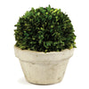 Boxwood Ball In Pot