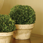 Boxwood Ball In Pot